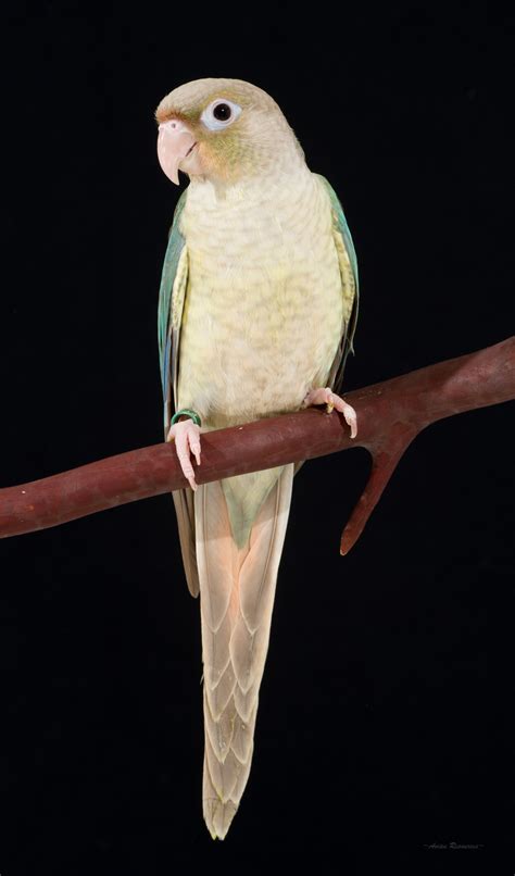 turquoise green cheek conure|More.